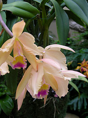 The Missouri Botanical Garden Orchid Show