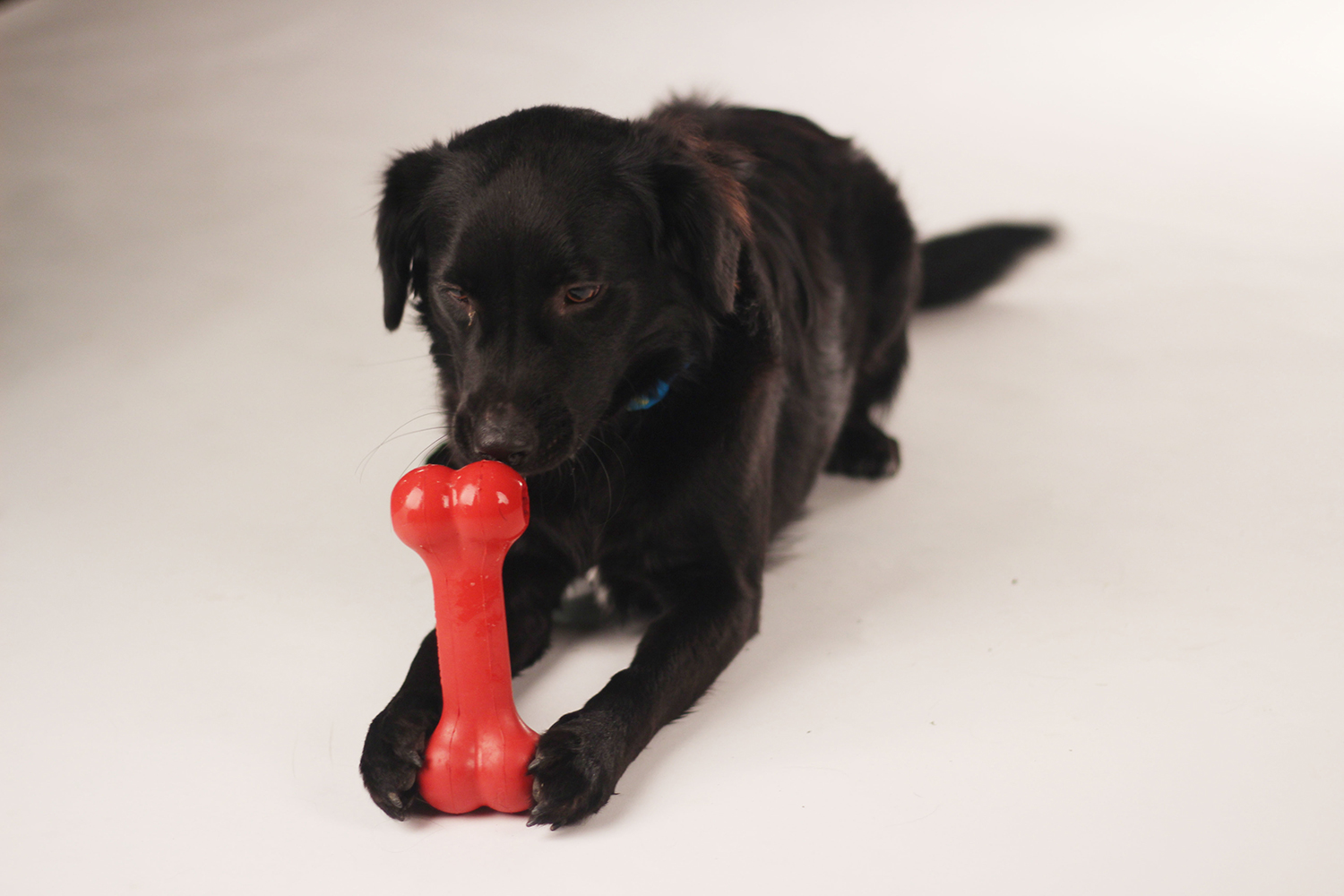 Senior Ethan and junior Noah Slaughter’s dog, Jack, chews on a toy bone. Jack enjoys playing outside, playing fetch and walks. 