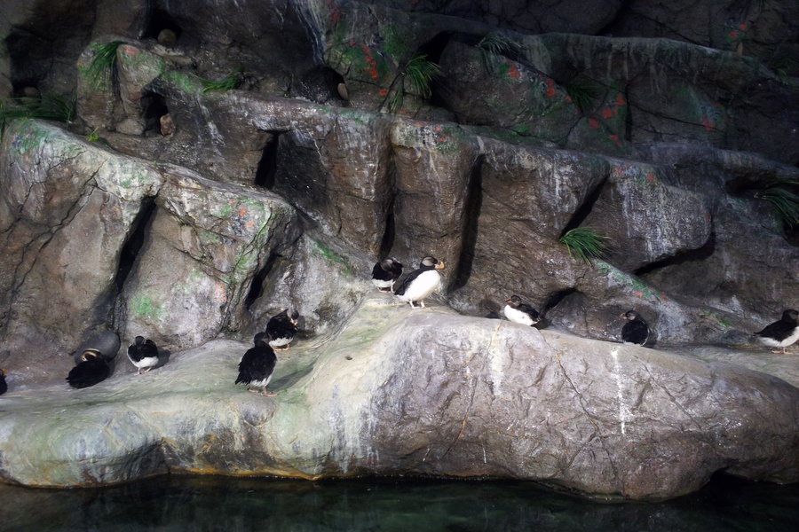 Penguins are seen at the St. Louis Zoo in Forest Park. 