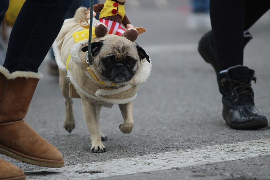 On Feb. 4 the annual Beggin’ Pet Parade was held in Soulard at 12th and Allen. Its one of the events held in Soulard before Mardi Gras.
