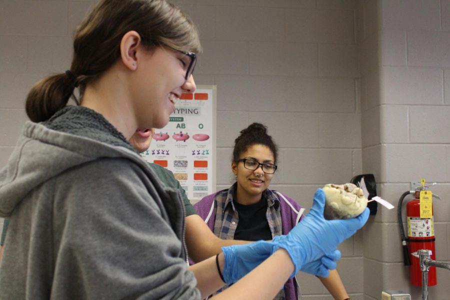 3-16 Principals of Biomedical Science; Sheep Heart Dissection