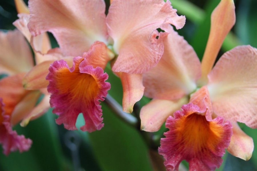 Missouri Botanical Garden Hosts Annual Orchid Show