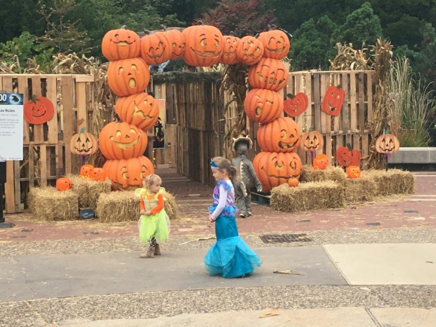 Saint Louis Zoo Hosts Annual Boo at the Zoo From Oct. 15 to 30