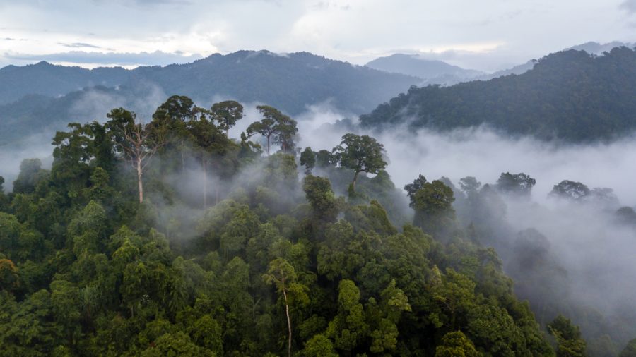 Why You Should Care About Saving the Amazon Rain Forest [Opinion]