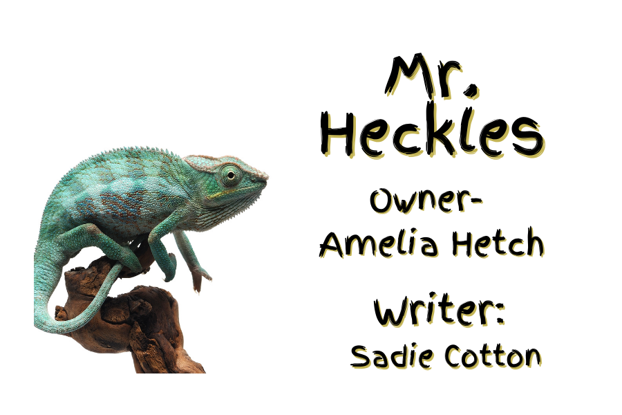 Mr. Heckles