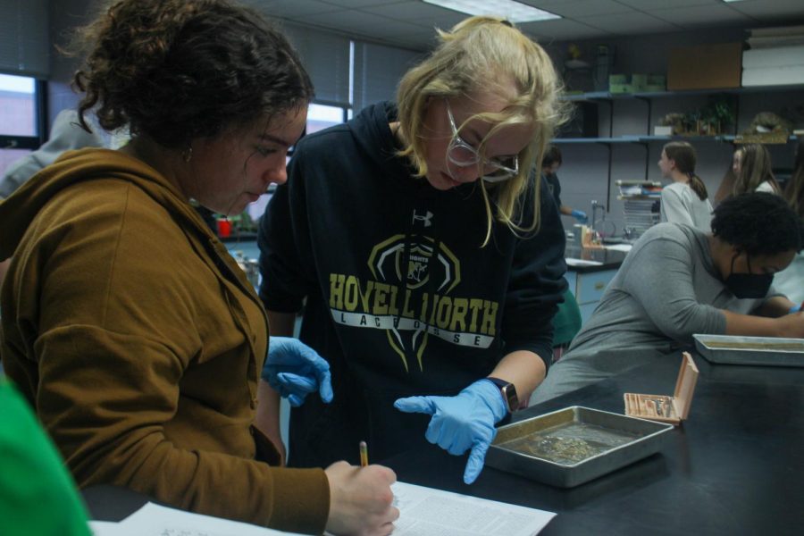 Biology ll Classes Dissect Jellyfish [Photo Gallery]