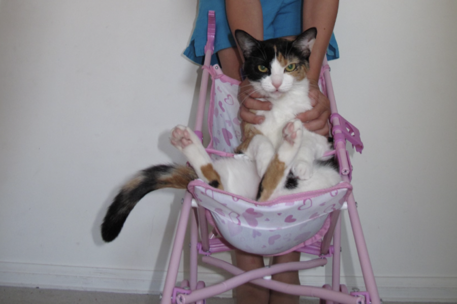 Senior Stephanie Lichtenegger smiles with her cat in a stroller when she was younger. 