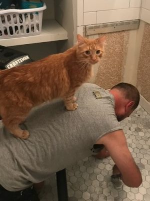 Science teacher James Appleton works on reconstructing a house. He’s been flipping houses since 2006 with his cat, Fin. Appleton has flipped four houses since then. 