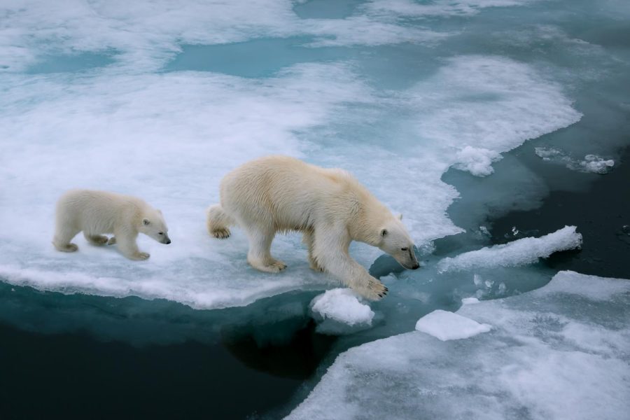 Alaska, located in the Arctic, is home to many different species, such as polar bears, whose homes are being threatened due to climate change.