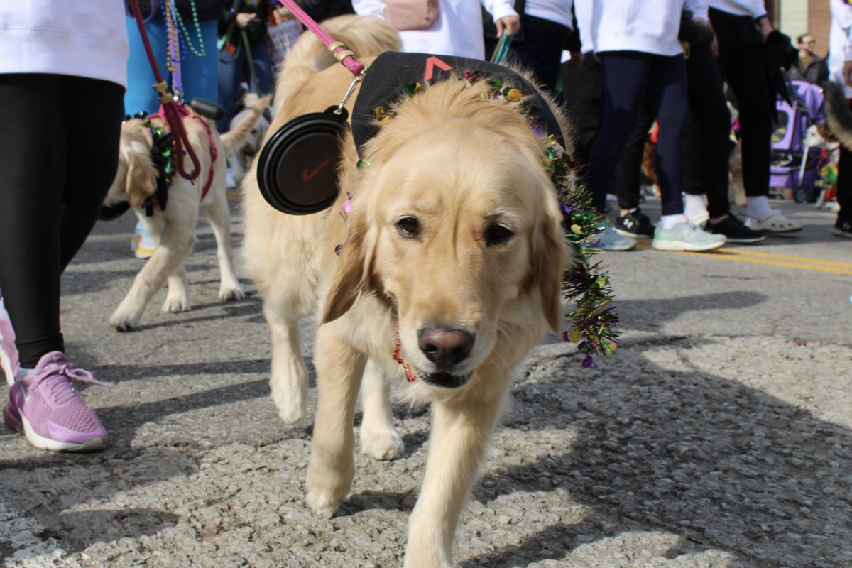 Purina Holds its Annual Pet Parade [Photo Gallery]