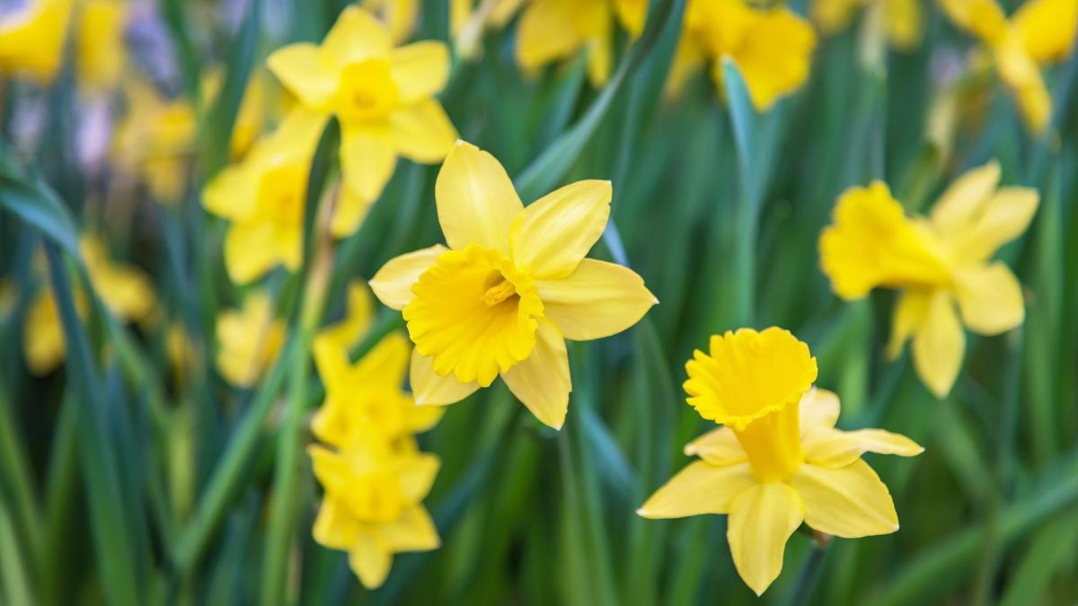 Daffodils%2C+a+bulb+plant+that+blooms+in+the+spring%2C+grow+in+a+warm+claimant.+
