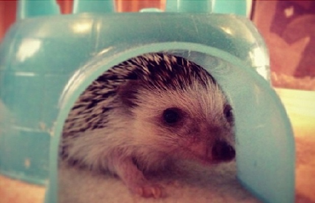 Jordin Graham's Hedgehog (Hedgie Boo-Boo)