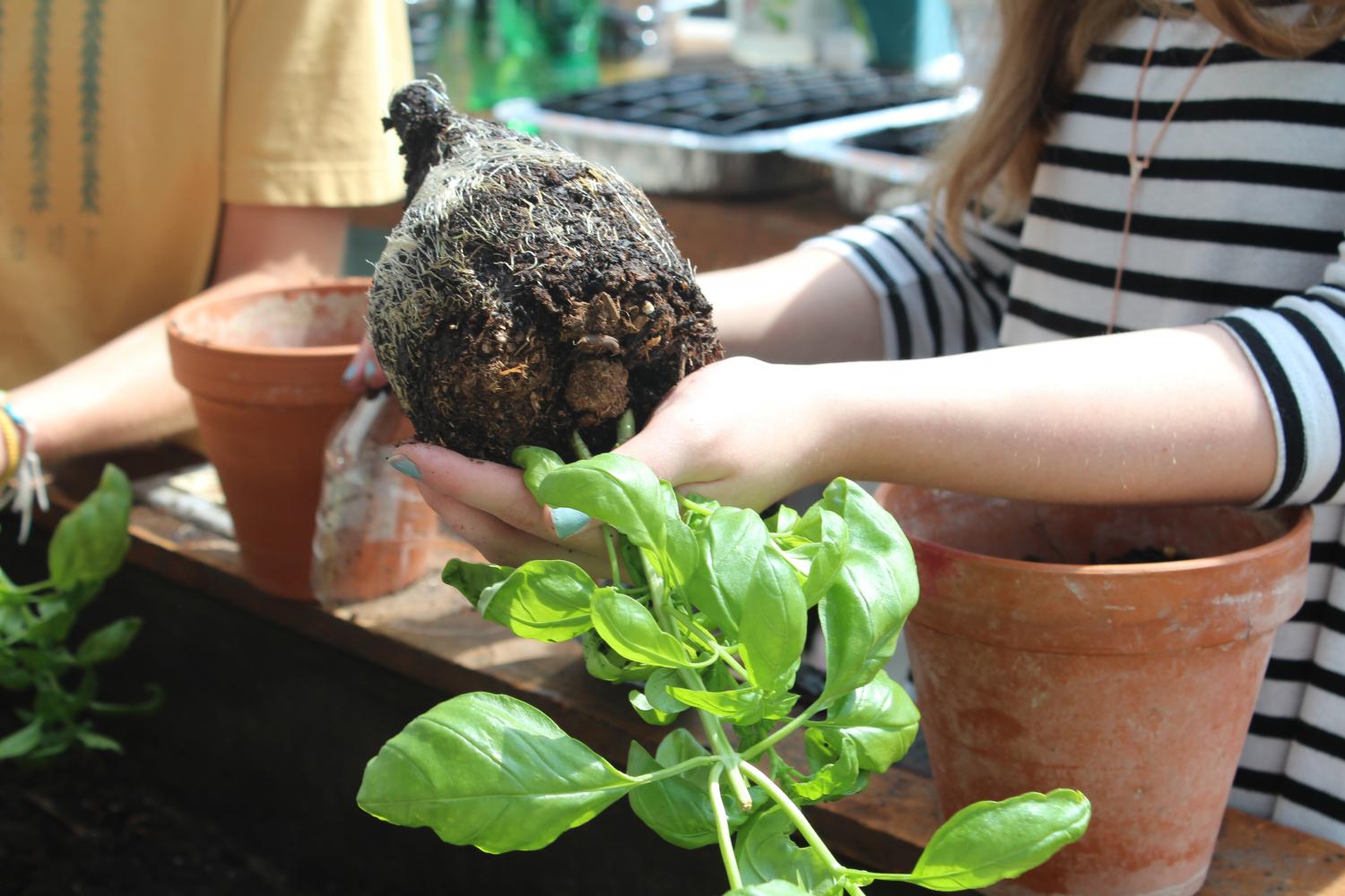 Vegetarian Club Garden