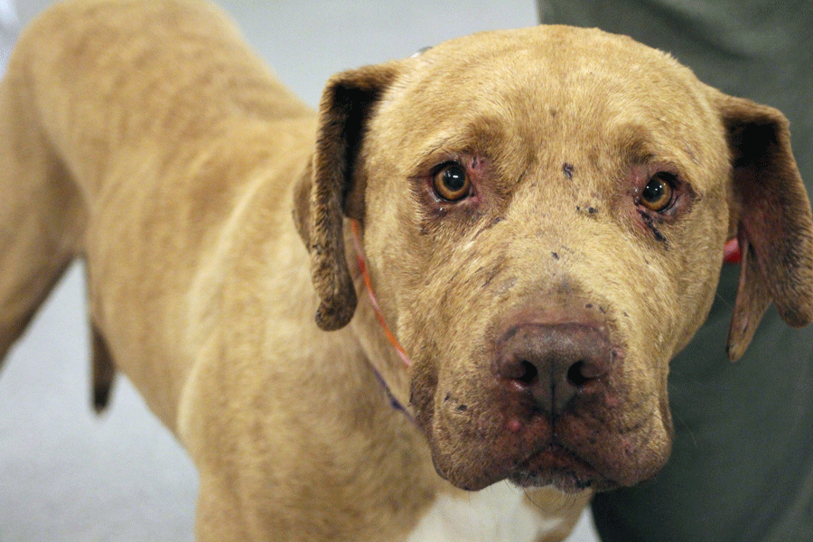 A rescue dog named Harley from Stray Rescue looks curiously into the lens of the camera. (photo by Hannah Medlin)