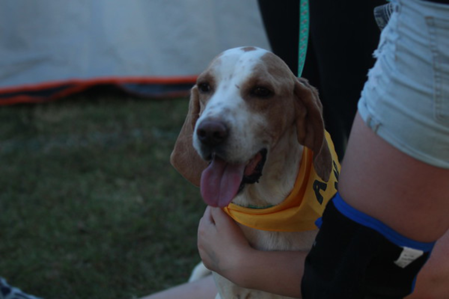 On Sept. 22, FHN and FHC's HOSA chapters hosted a tailgate for the Homecoming game against FHC. The tailgate featured adoptable dogs from PALS.