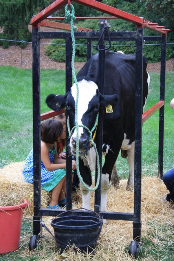 Children milked a cow in the Kids' Corner.