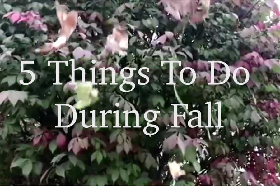 5 Things To Do During Fall