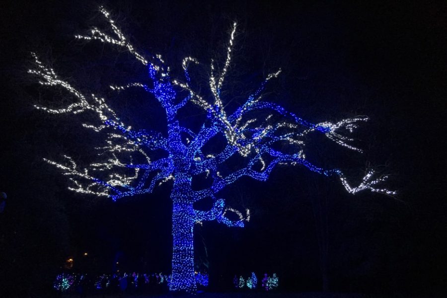 Annual Garden Glow Returns To Missouri Botanical Gardens