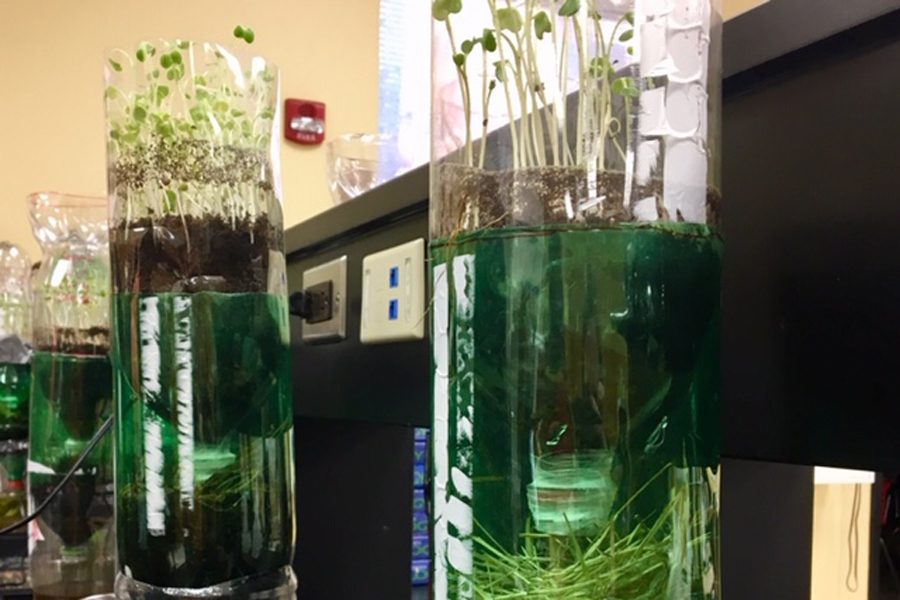 Students ecosystems stand tall as they receive oxygen from the air tubes through a hole at the bottom of the bottle. 