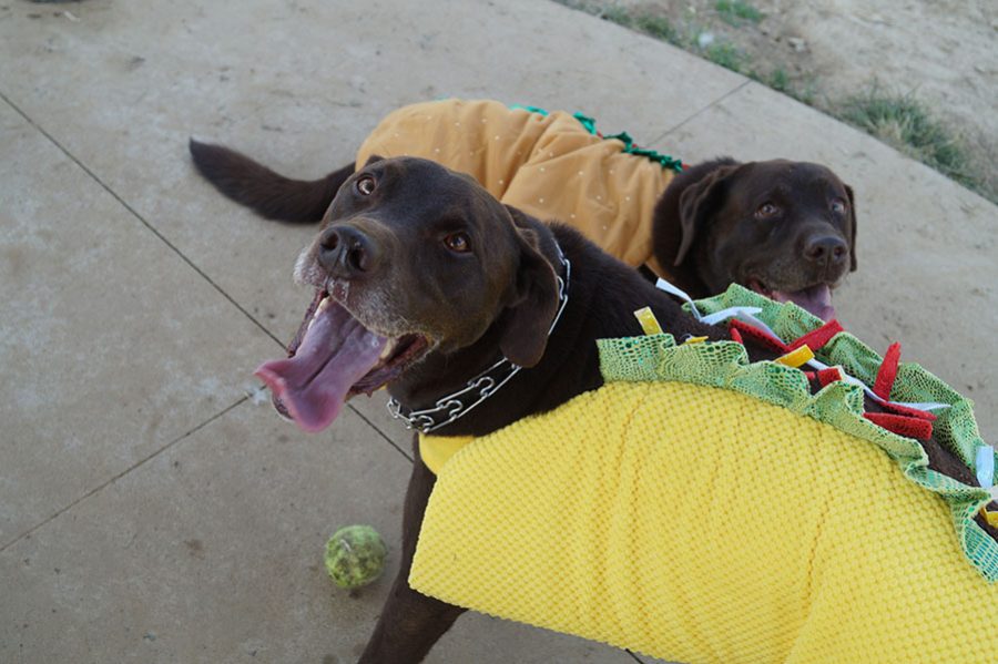 Annual Dogtoberfest to Take Place On Oct. 12