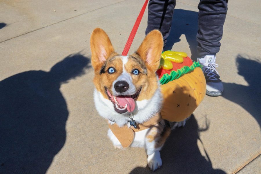 Dogtoberfest [Photo Story]