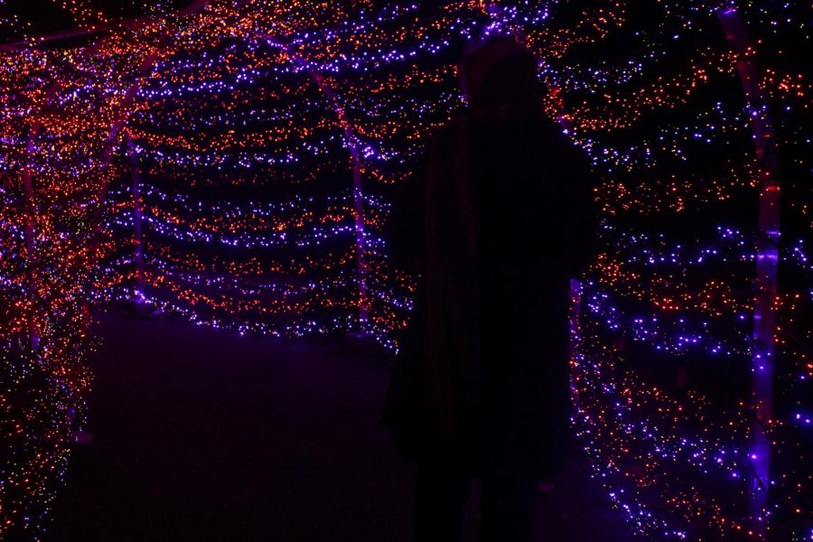 Walk-Through of Botanical Gardens' Garden Glow [Photo Gallery]