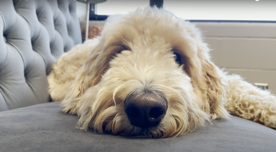 Meet Daisy: FHN's New Therapy Dog