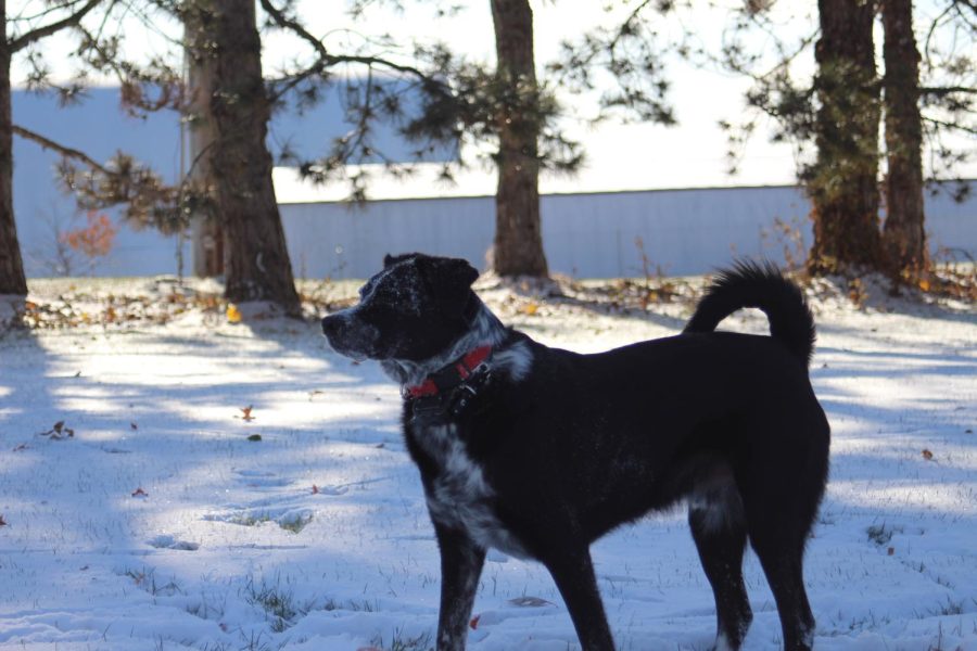 Junior Amber Winkler's dog named Bash plays in the snow. 