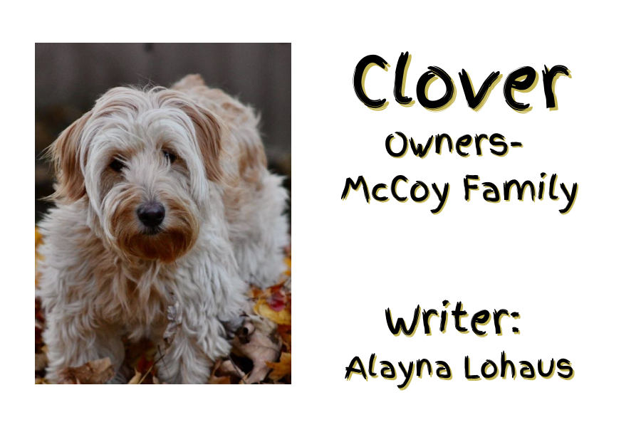 Clover