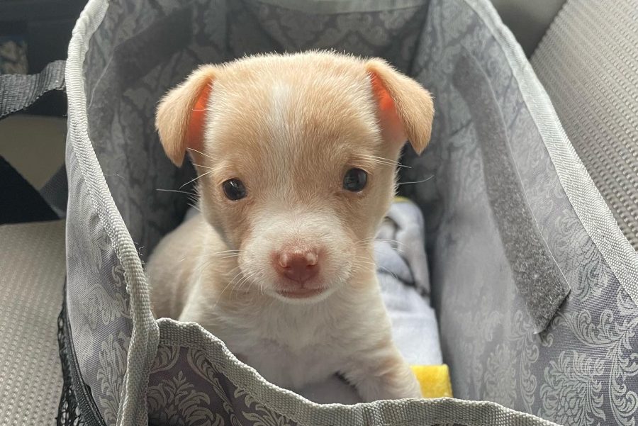 FHN puppy named Luna sits in a dog bed at her new home 