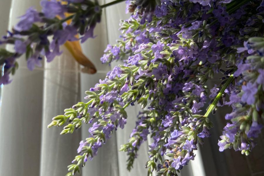 Indoor flowers sit in the window of a kitchen at an FHN students house.