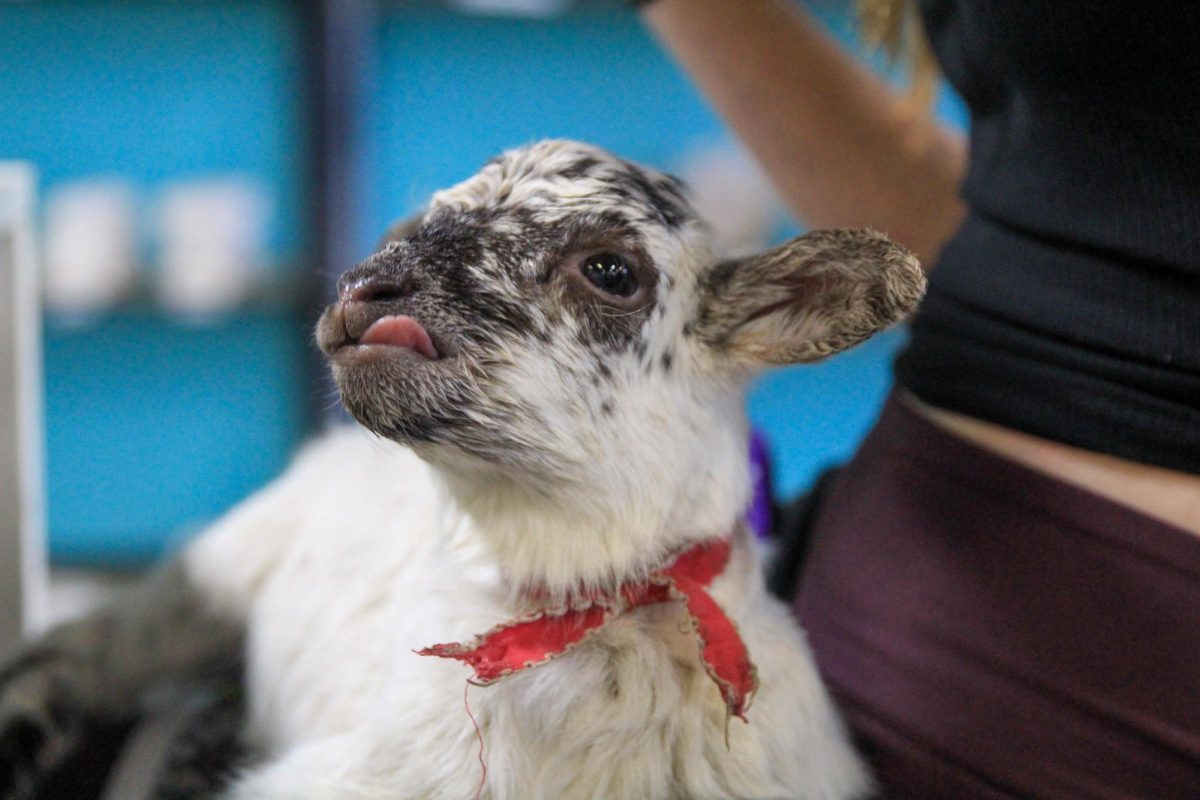 Imagination Pottery Studio Hosts Painting with Animals [Photo Gallery]