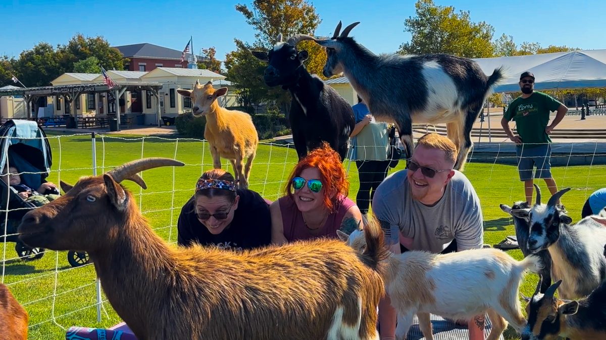 Goat Yoga: A Surprisingly Effective Form of Meditation