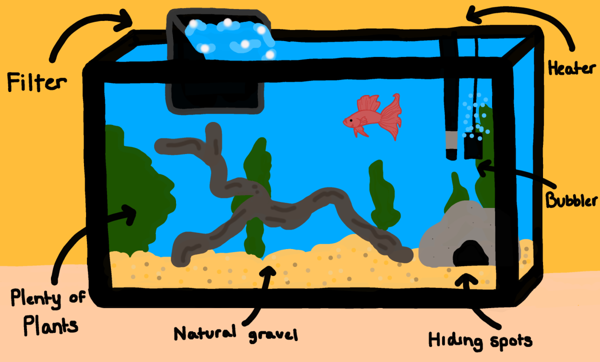 Tips and Tricks on How to Set up an Aquarium